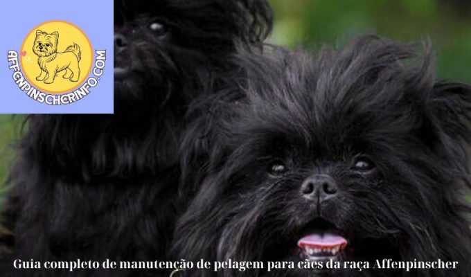 Guia completo de manutenção de pelagem para cães da raça Affenpinscher