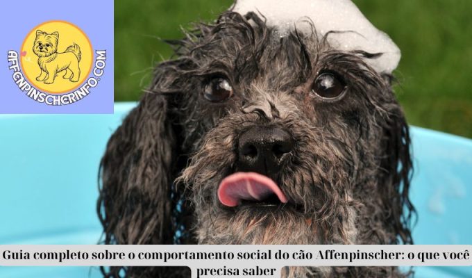 Guia completo sobre o comportamento social do cão Affenpinscher: o que você precisa saber