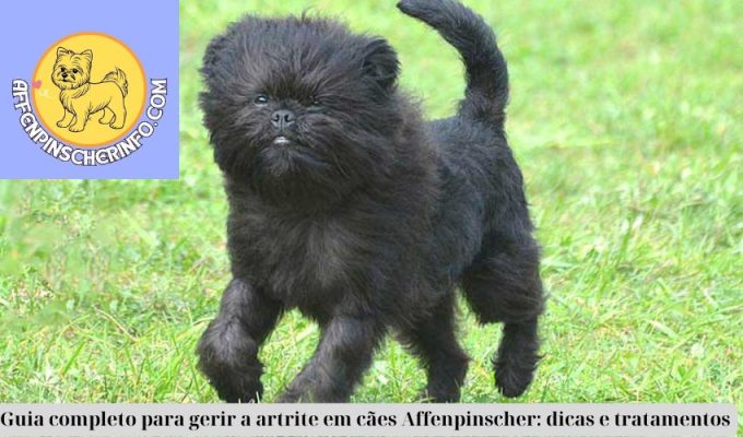 Guia completo para gerir a artrite em cães Affenpinscher: dicas e tratamentos