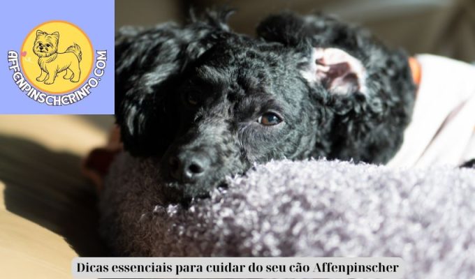 Dicas essenciais para cuidar do seu cão Affenpinscher