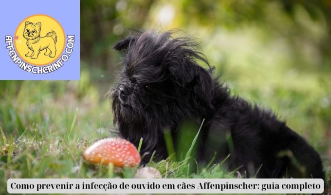 Como prevenir a infecção de ouvido em cães Affenpinscher: guia completo