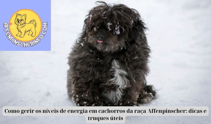 Como gerir os níveis de energia em cachorros da raça Affenpinscher: dicas e truques úteis