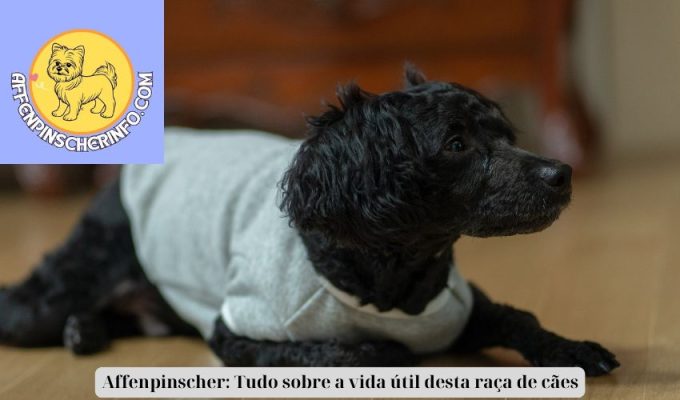 Affenpinscher: Tudo sobre a vida útil desta raça de cães