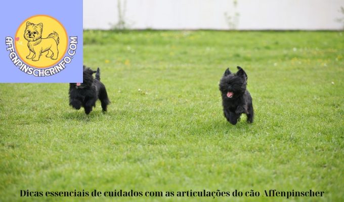 Dicas essenciais de cuidados com as articulações do cão Affenpinscher