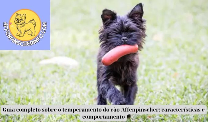 Guia completo sobre o temperamento do cão Affenpinscher: características e comportamento