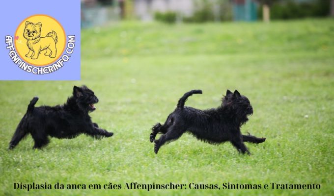 Displasia da anca em cães Affenpinscher: Causas, Sintomas e Tratamento