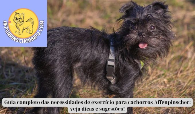 Guia completo das necessidades de exercício para cachorros Affenpinscher: veja dicas e sugestões!