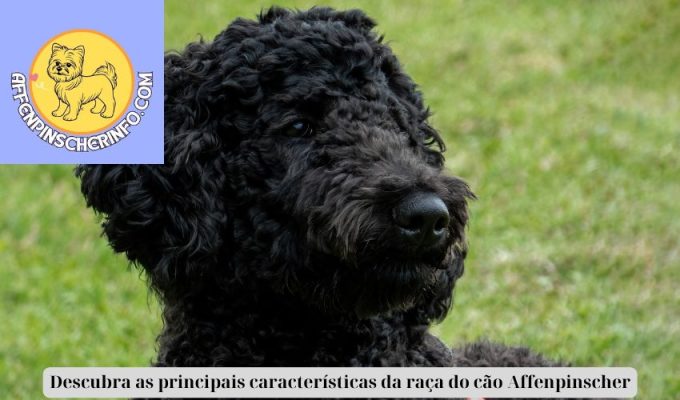 Descubra as principais características da raça do cão Affenpinscher