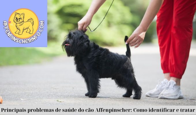 Principais problemas de saúde do cão Affenpinscher: Como identificar e tratar