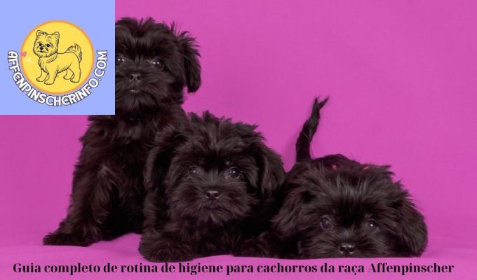 Guia completo de rotina de higiene para cachorros da raça Affenpinscher