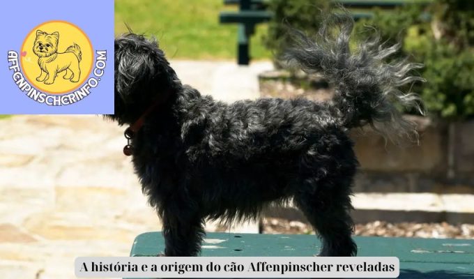 A história e a origem do cão Affenpinscher reveladas