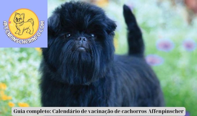 Guia completo: Calendário de vacinação de cachorros Affenpinscher