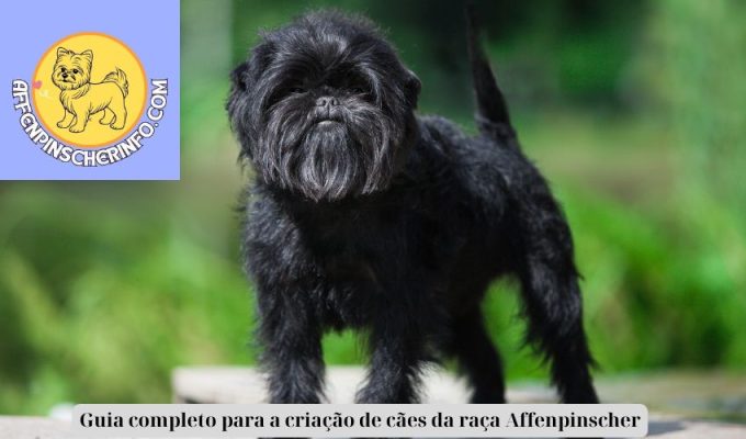 Guia completo para a criação de cães da raça Affenpinscher