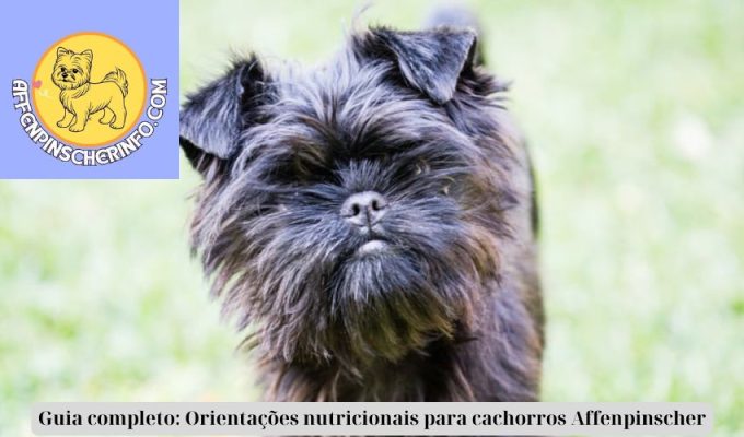 Guia completo: Orientações nutricionais para cachorros Affenpinscher