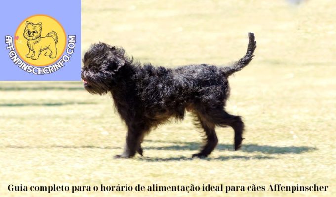 Guia completo para o horário de alimentação ideal para cães Affenpinscher