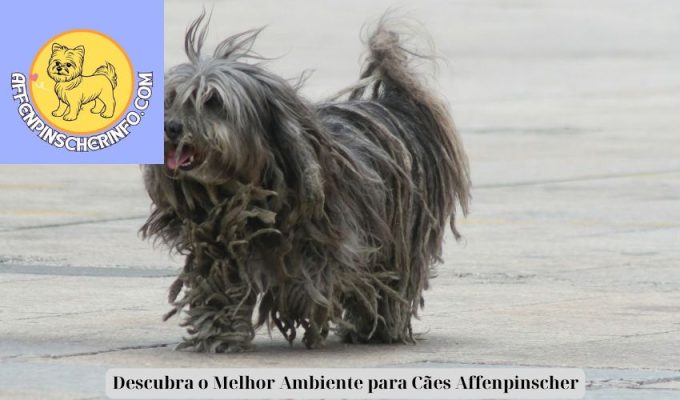 Descubra o Melhor Ambiente para Cães Affenpinscher