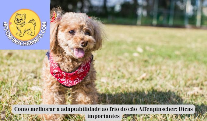 Como melhorar a adaptabilidade ao frio do cão Affenpinscher: Dicas importantes