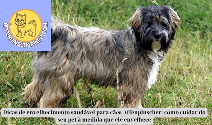 Dicas de envelhecimento saudável para cães Affenpinscher: como cuidar do seu pet à medida que ele envelhece