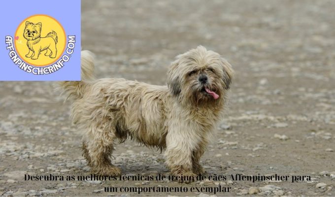 Descubra as melhores técnicas de treino de cães Affenpinscher para um comportamento exemplar