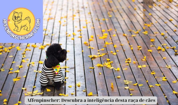 Affenpinscher: Descubra a inteligência desta raça de cães