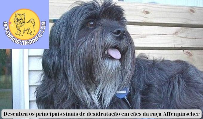 Descubra os principais sinais de desidratação em cães da raça Affenpinscher