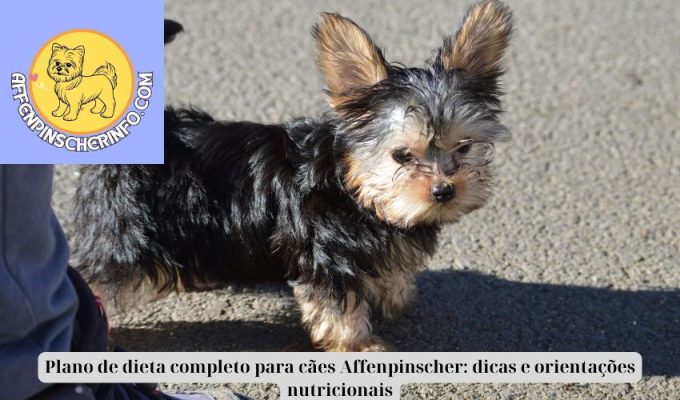 Plano de dieta completo para cães Affenpinscher: dicas e orientações nutricionais