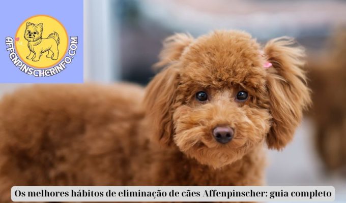 Os melhores hábitos de eliminação de cães Affenpinscher: guia completo