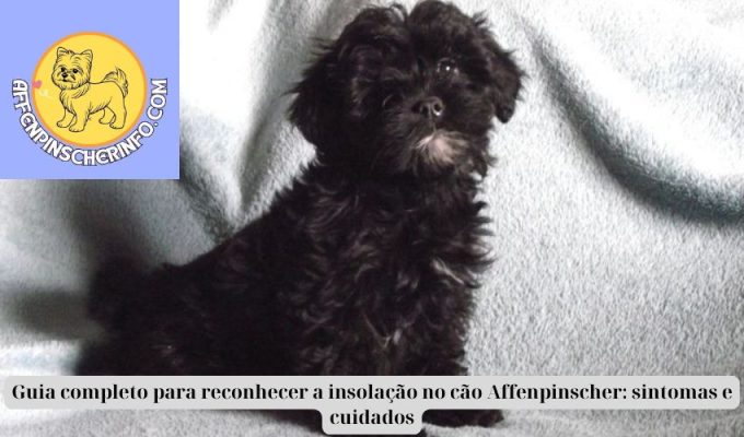 Guia completo para reconhecer a insolação no cão Affenpinscher: sintomas e cuidados