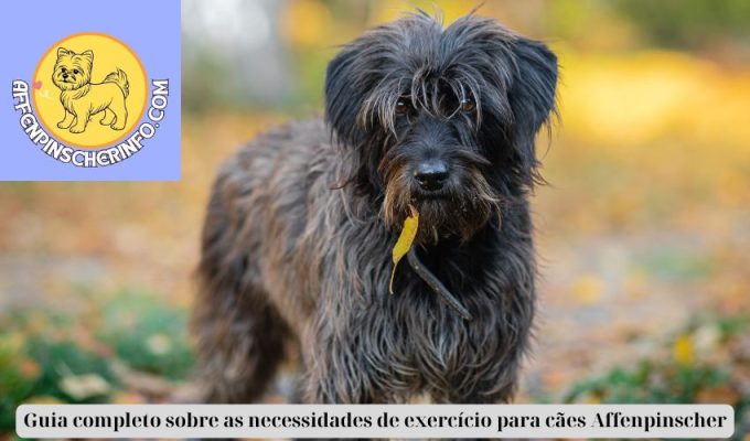 Guia completo sobre as necessidades de exercício para cães Affenpinscher