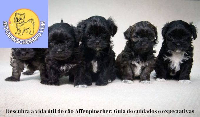 Descubra a vida útil do cão Affenpinscher: Guia de cuidados e expectativas