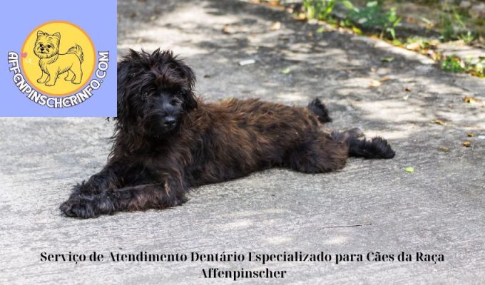 Serviço de Atendimento Dentário Especializado para Cães da Raça Affenpinscher