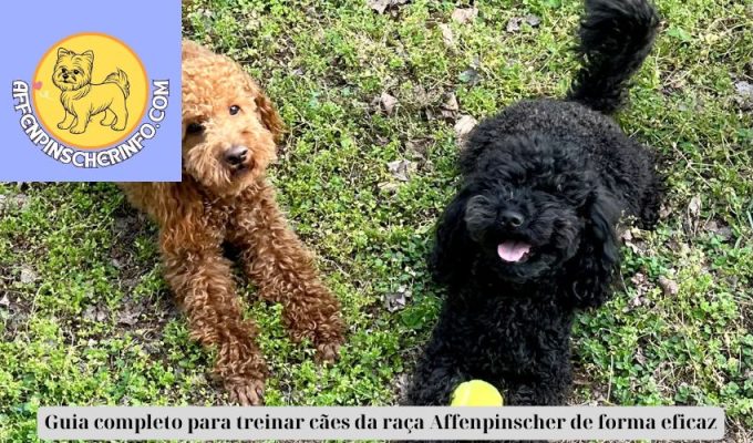 Guia completo para treinar cães da raça Affenpinscher de forma eficaz