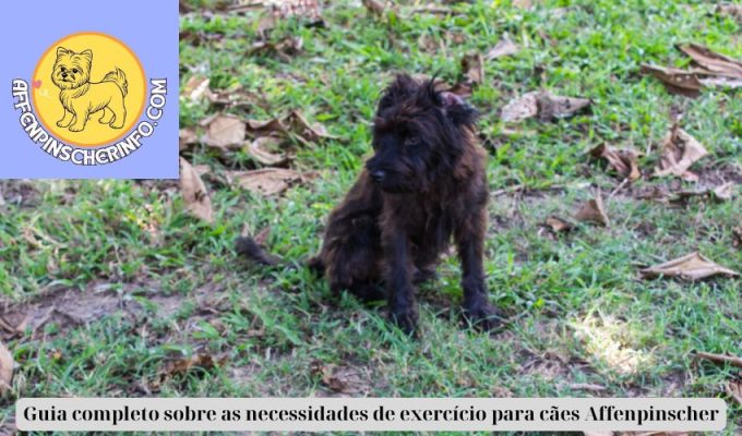 Guia completo sobre as necessidades de exercício para cães Affenpinscher