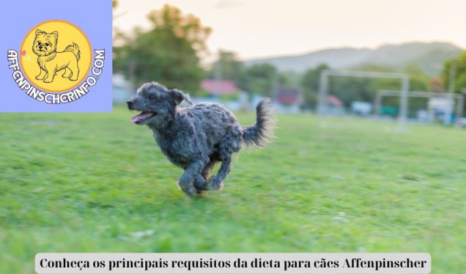 Conheça os principais requisitos da dieta para cães Affenpinscher