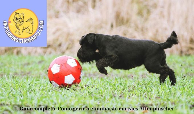 Guia completo: Como gerir a eliminação em cães Affenpinscher