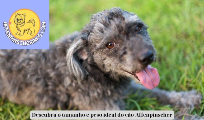 Descubra o tamanho e peso ideal do cão Affenpinscher