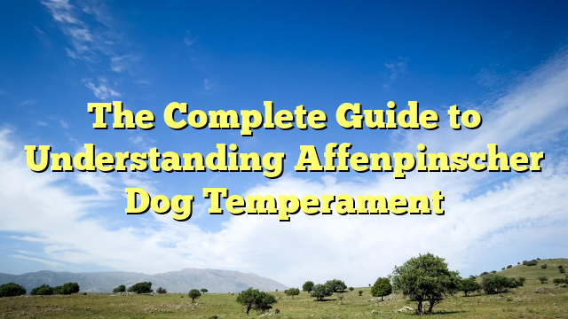 The Full Information to Understanding Affenpinscher Canine Temperament